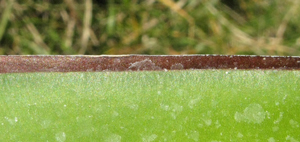 Pépinière Palmaris Agave chazaroi