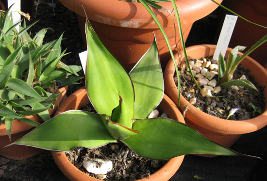 Pépinière Palmaris Agave chazaroi