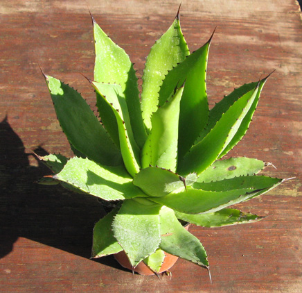 Palmaris Agave chiapensis