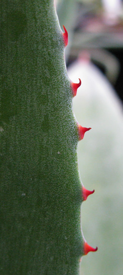 Palmaris Agave chiapensis