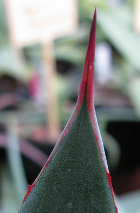 Palmaris Agave chiapensis