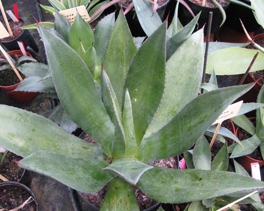 Palmaris Agave chiapensis