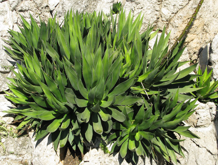 Palmaris Agave chiapensis Monaco