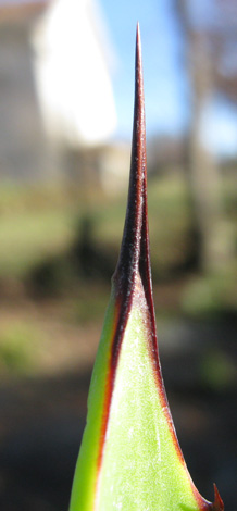 Palmaris Agave chiapensis