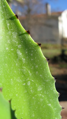 Palmaris Agave chiapensis