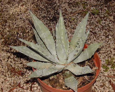 Palmaris Agave chrysantha Navarro