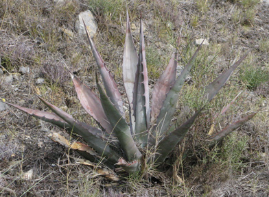 Palmaris Agave chrysantha Foncaude