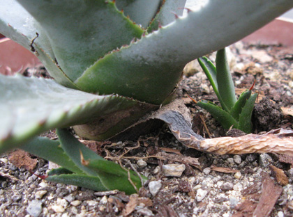 Palmaris Agave chrysantha