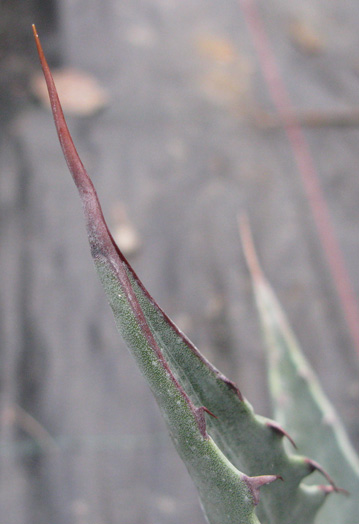 Palmaris Agave chrysantha