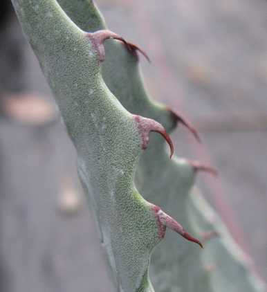 Palmaris Agave chrysantha