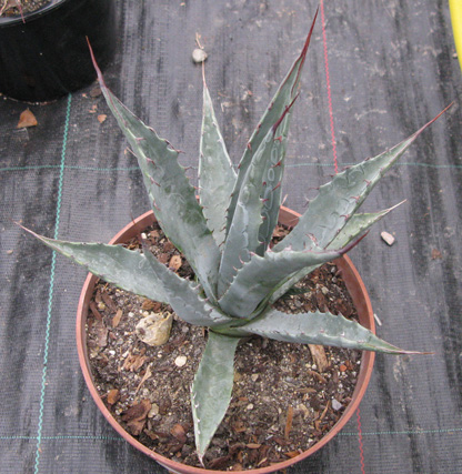 Palmaris Agave chrysantha