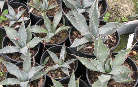 Palmaris Agave chrysantha