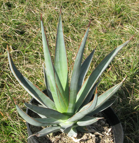 Pépinière PALMARIS Agave chrysoglossa