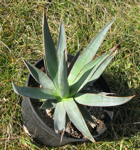 Pépinière PALMARIS Agave chrysoglossa