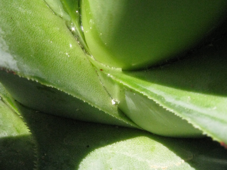 Pépinière PALMARIS Agave chrysoglossa