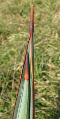 Pépinière PALMARIS Agave chrysoglossa