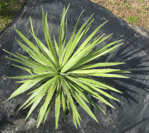 Pépinière Palmaris Agave colimana