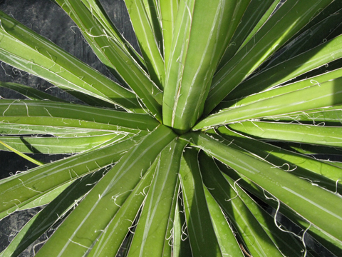 Pépinière Palmaris Agave colimana