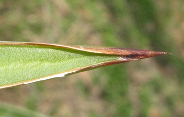 Pépinière Palmaris Agave colimana