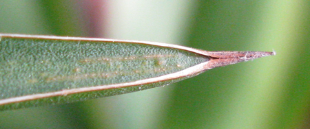 Pépinière Palmaris Agave colimana