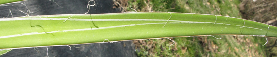 Pépinière Palmaris Agave colimana