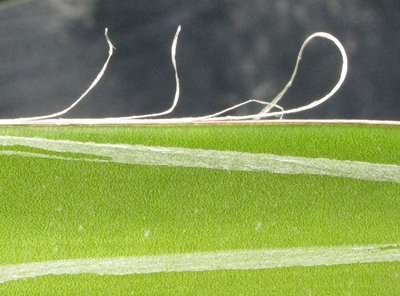 Pépinière Palmaris Agave colimana