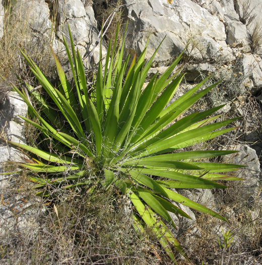 Pépinière Palmaris Agave colimana Foncaude