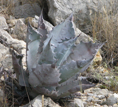 Palmaris Agave colorata Foncaude