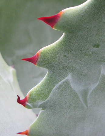 Palmaris Agave colorata