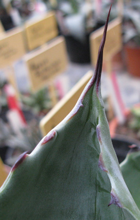 Palmaris Agave colorata