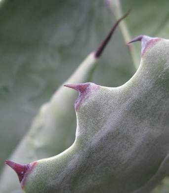 Palmaris Agave colorata