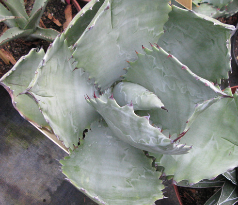 Palmaris Agave colorata