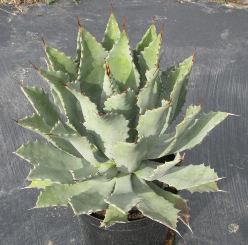 Pépinière Palmaris Agave congesta