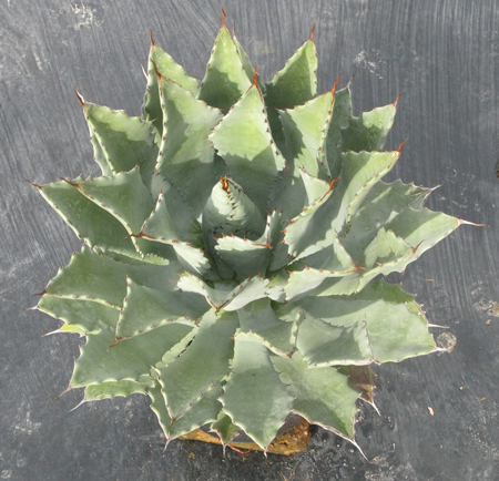 Pépinière Palmaris Agave congesta