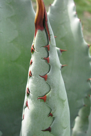 Pépinière Palmaris Agave congesta