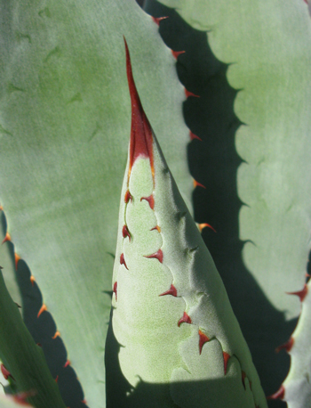 Pépinière Palmaris Agave congesta