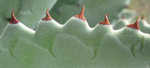 Pépinière Palmaris Agave congesta