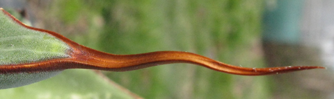 Pépinière Palmaris Agave congesta