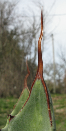 Pépinière Palmaris Agave congesta