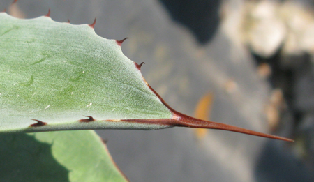 Pépinière Palmaris Agave congesta