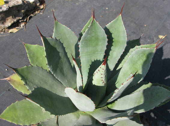 Pépinière Palmaris Agave congesta