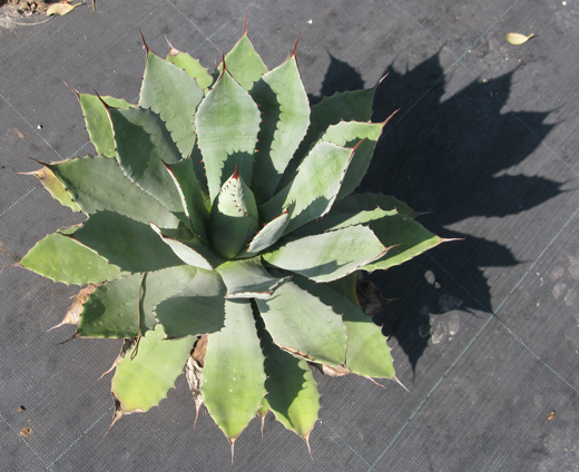 Pépinière Palmaris Agave congesta Van der Meer