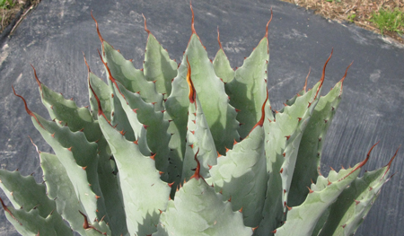 Pépinière Palmaris Agave congesta