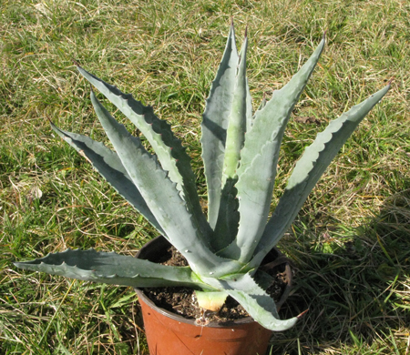 Pépinière Palmaris Agave cordillerensis