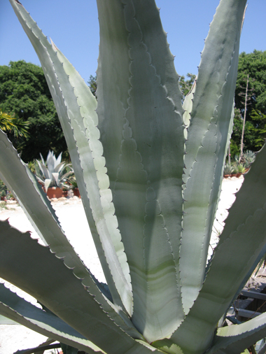 Pépinière Palmaris Agave cordillerensis Van der Meer