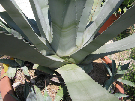 Pépinière Palmaris Agave cordillerPépinière Palmaris Agave cordillerensis Van der Meerensis