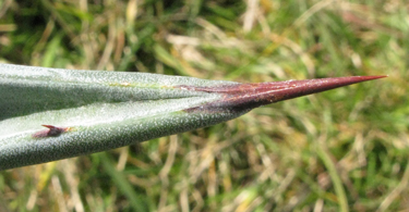 Pépinière Palmaris Agave cordillerensis