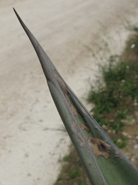 Pépinière Palmaris Agave cordillerensis