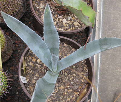 Pépinière Palmaris Agave cordillerensis Nantes