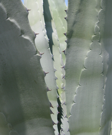 Pépinière Palmaris Agave cordillerensis